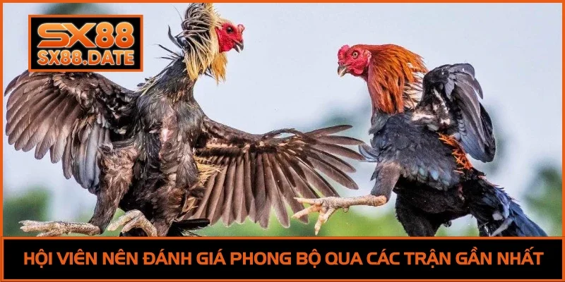 Đá Gà SX88 - Trải Nghiệm Đấu Trường Siêu Đỉnh Cao 2025 Hội viên nên đánh giá phong bộ qua các trận gần nhất